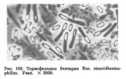 термофильные термотолерантные сульфатредуцирующие (сульфатвостонавливающие) бактерии